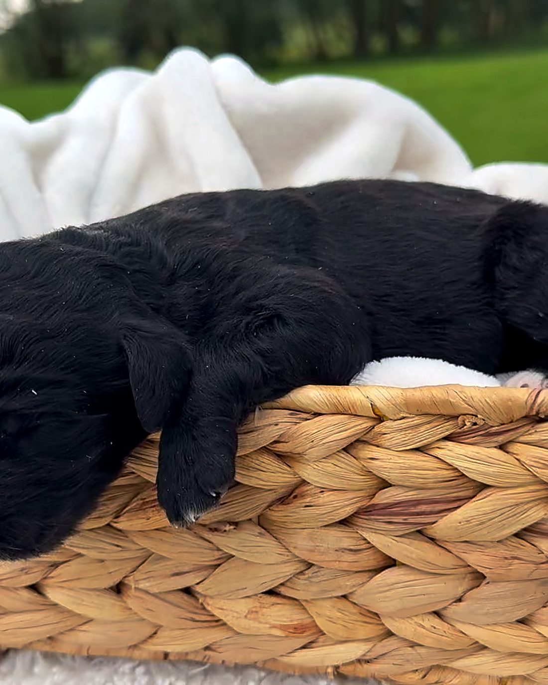 Puppy B, photographed here at the house