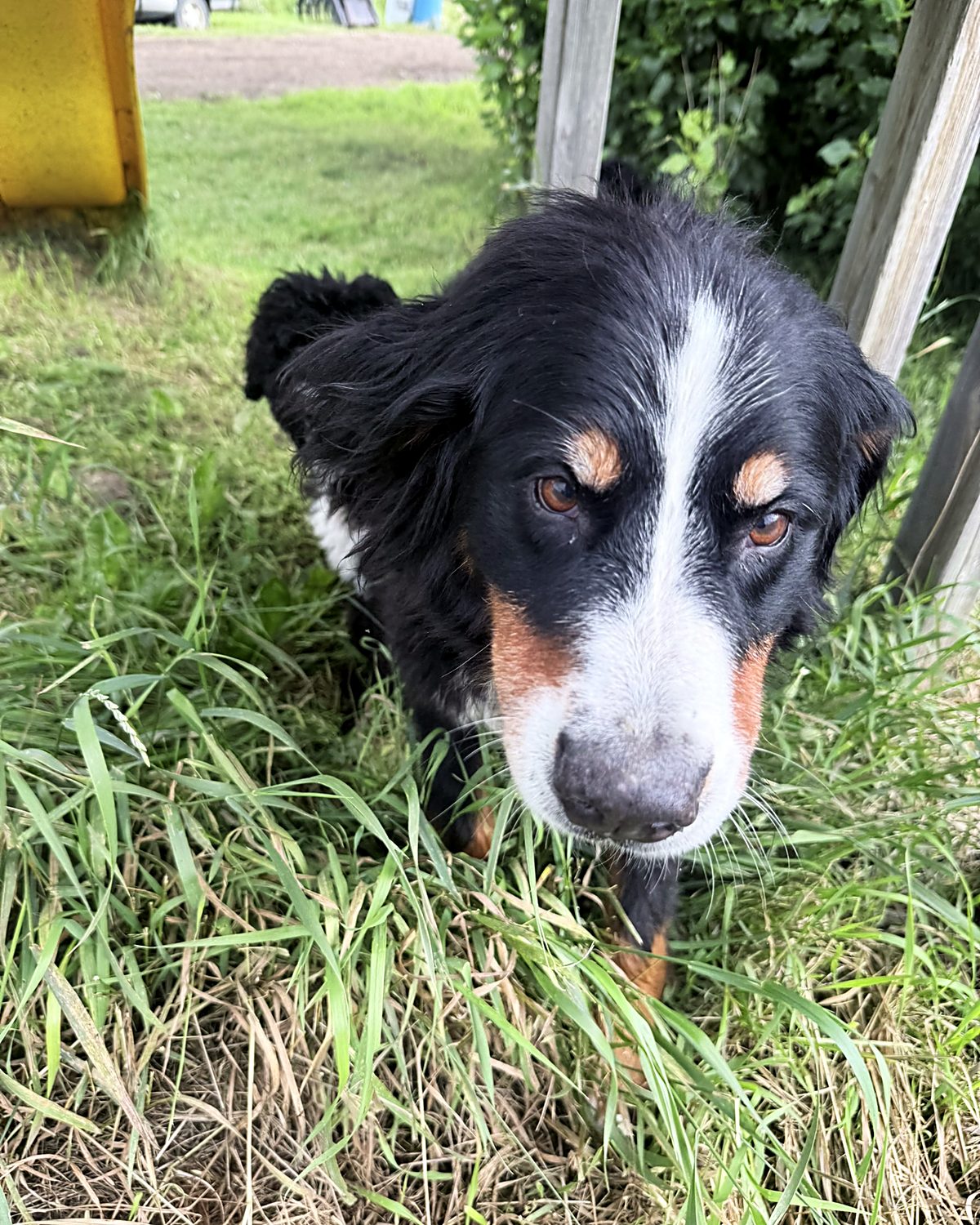 Mosley, our Bernese Mountain Dog, photographed at home