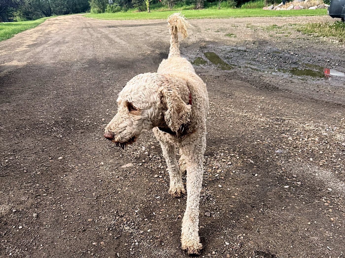 Ollie, our Standard Poodle, photographed at home