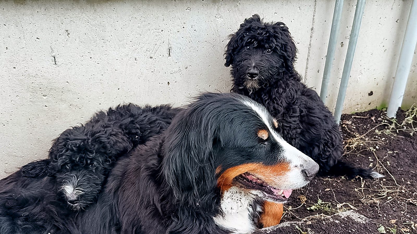 Rosie resting against a wall with one of her puppies tucked in beside her